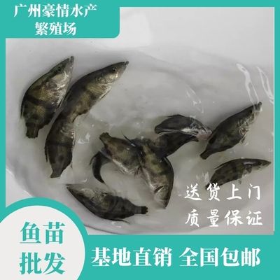 鸭嘴鱼繁殖成功率提升方法：鸭嘴鱼的养殖环境对其繁殖成功率有着重要影响 其他宠物 第4张