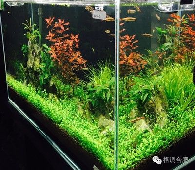 龙鱼一次吃多少：龙鱼一天吃多少次食物？ 水族问答 第2张