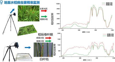 苏虎苗健康监测方法：“苏虎苗健康监测方法” 其他宠物 第5张