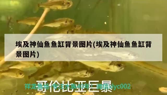 银鼓鱼苗常见病毒种类：银鼓鱼苗疾病预防措施 其他宠物 第5张