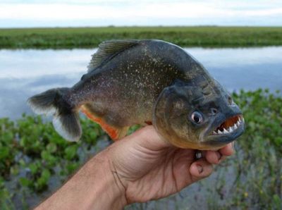 亚马逊河鱼类食物链解析：亚马逊河流域的鱼类食物链 其他宠物 第3张