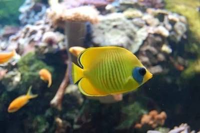 蝴蝶鱼水族箱布置技巧：蝴蝶鱼水族箱布置应考虑到美观、实用性以及生态平衡 其他宠物 第2张