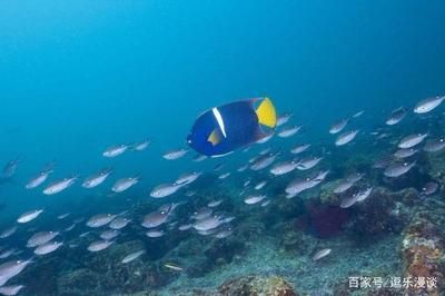 蝴蝶鱼水族箱布置技巧：蝴蝶鱼水族箱布置应考虑到美观、实用性以及生态平衡 其他宠物 第3张