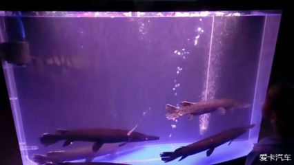 如何调节水族箱适应鸭嘴鲨鱼：调节水族箱适应鸭嘴鲨鱼的方法 其他宠物 第1张