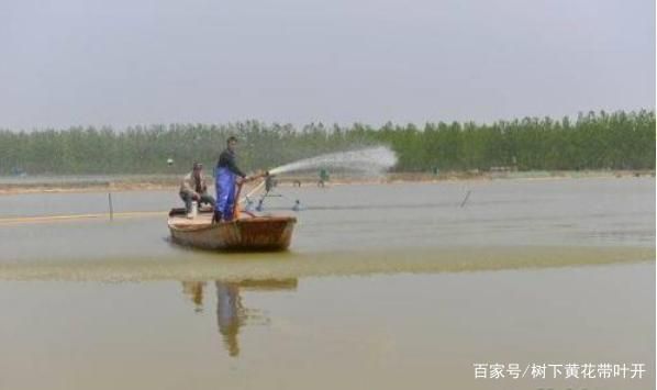 鱼饲料溶解速度与质量关系：鱼饲料溶解速度与其质量之间的关系 其他宠物 第4张