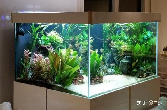 水族箱植物照明方案推荐：水族箱植物照明方案 其他宠物 第5张