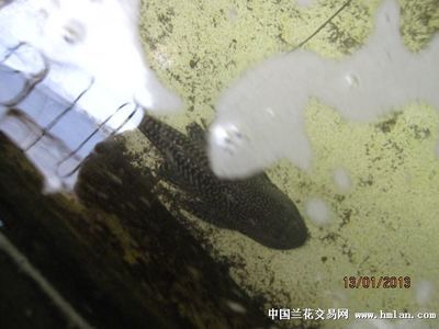 异型鱼水质监测方法：异型鱼水质的常用监测方法 其他宠物 第1张