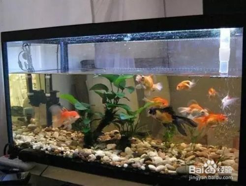 龙鱼一动不动在缸底：关于龙鱼在水族箱中静止不动的问题 水族问答 第1张