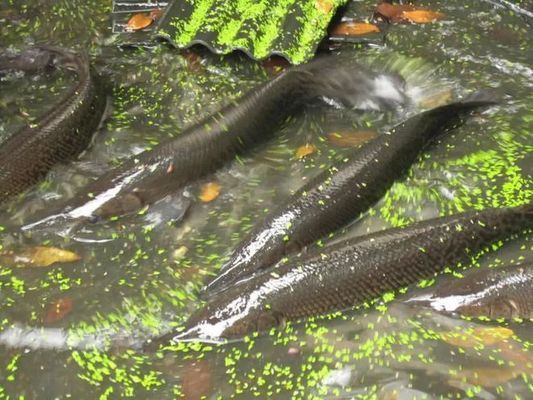 鳄雀鳝的繁殖习性研究：鳄雀鳝的繁殖习性 其他宠物 第2张