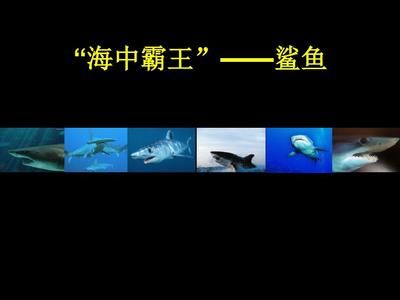 鲨鱼种群保护的现状与挑战：鲨鱼保护的现状及其面临的主要挑战 其他宠物 第5张