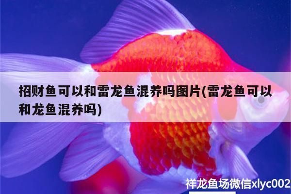 暹罗巨鲤繁殖期如何调节水温？：暹罗巨鲤的繁殖期水温调节 其他宠物 第5张