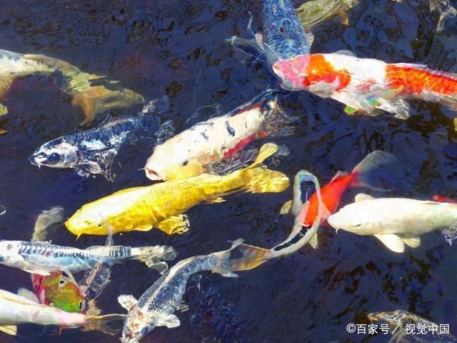 鉴别锦鲤常见误区：鉴别锦鲤时应该综合考虑其体型、体色、花纹和游姿等多个方面 其他宠物 第2张