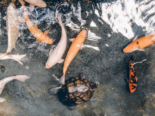 鉴别锦鲤常见误区：鉴别锦鲤时应该综合考虑其体型、体色、花纹和游姿等多个方面 其他宠物 第3张