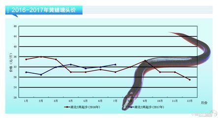 黄鳝市场价格波动原因：端午节前后黄鳝价格变化,不同季节黄鳝消费趋势,黄鳝市场价格预测方法 其他宠物 第2张