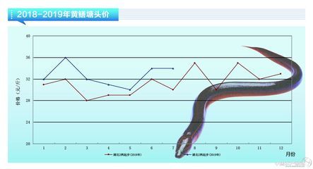 黄鳝市场价格波动原因：端午节前后黄鳝价格变化,不同季节黄鳝消费趋势,黄鳝市场价格预测方法 其他宠物 第3张