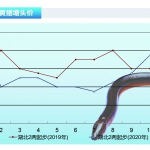 黄鳝市场价格波动原因：端午节前后黄鳝价格变化,不同季节黄鳝消费趋势,黄鳝市场价格预测方法 其他宠物 第4张