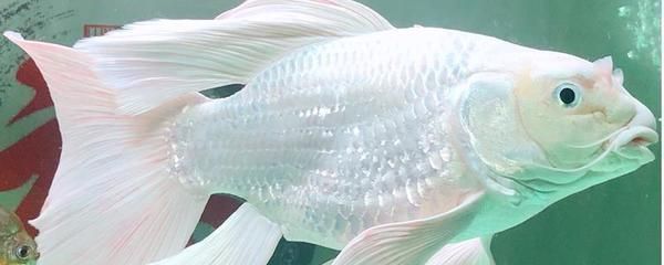 泰庞海鲢鱼成鱼饲料选择：泰庞海鲢鱼成鱼饲料选择泰庞海鲢鱼饲料营养价值分析 其他宠物 第3张