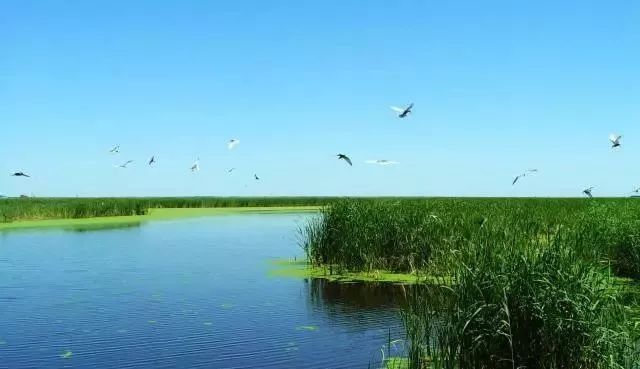 亚马逊河湿地生态功能：亚马逊河流湿地对全球生物多样性现状 其他宠物 第2张