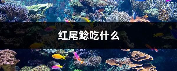 如何控制红尾鲶的数量：如何控制红尾鲶数量 其他宠物 第1张