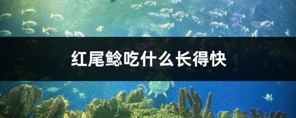 如何控制红尾鲶的数量：如何控制红尾鲶数量 其他宠物 第5张