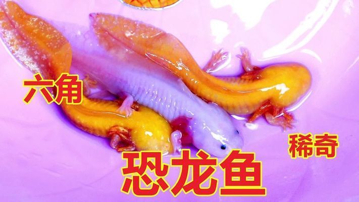 六角恐龙鱼萌图：六角恐龙鱼的饲养技巧 其他宠物 第4张