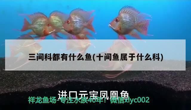 眼斑鲷繁殖行为观察要点：眼斑鲷繁殖期间的布置技巧，眼斑鲷繁殖食物选择指南 其他宠物 第2张