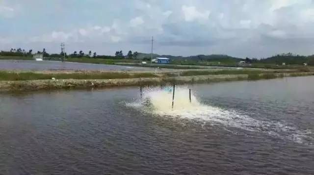 眼斑鲷混养风险及对策：眼斑鲷与不同鱼类混养的风险及应对措施 其他宠物 第3张