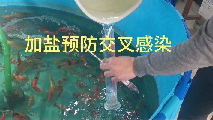 泰庞海鲢混养常见疾病预防：泰庞海鲢混养常见疾病的预防措施 其他宠物 第4张