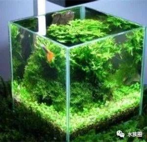 水族箱生态平衡维护：如何维护水族箱生态平衡 其他宠物 第5张