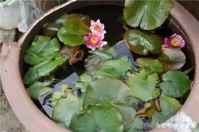 水族箱生态平衡维护：如何维护水族箱生态平衡 其他宠物 第3张