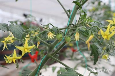 鱼苗饲料中添加益生菌效果：益生菌在其他动物饲料中的应用 其他宠物 第5张