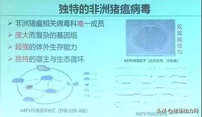 高温对鱼免疫系统影响：高温对鱼免疫系统有影响，高温对鱼类免疫系统有影响 其他宠物 第2张