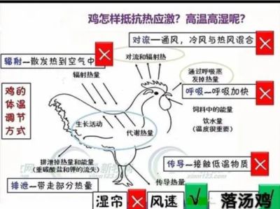 高温对鱼免疫系统影响：高温对鱼免疫系统有影响，高温对鱼类免疫系统有影响 其他宠物 第4张