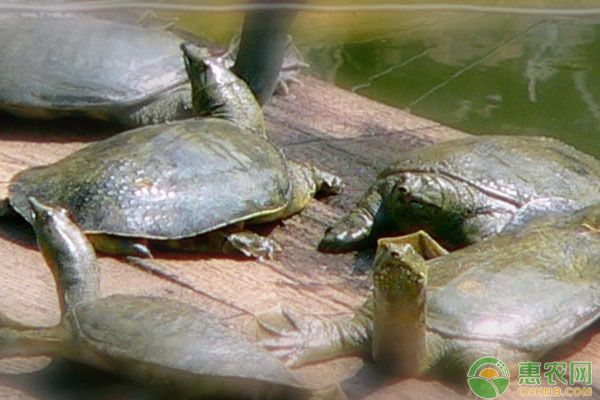 铁甲武士鱼繁殖的最佳水温：铁甲武士鱼繁殖期饵料选择 其他宠物 第3张