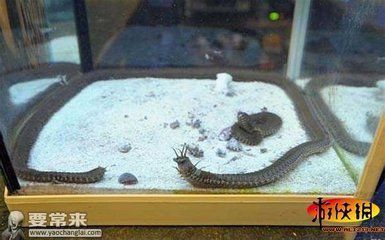 水族箱补水的正确方法：正确的水族箱补水方法 其他宠物 第3张