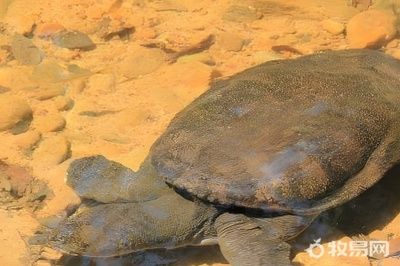 甲鱼养殖水质管理技巧：甲鱼养殖水质管理 其他宠物 第1张