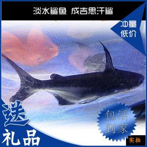 蓝鲨饲料对成吉思汗鲨的影响：成吉思汗鲨适宜饲料配方 其他宠物 第5张