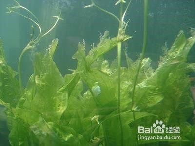 龙鱼一年能长多大：龙鱼一年能长多大？ 水族问答 第1张