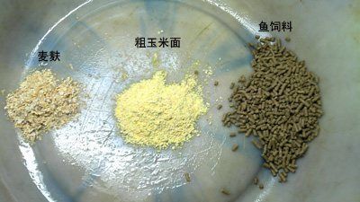 柠檬鲫饲料配比的成本控制技巧：柠檬鲫饲料配方的科学制定 其他宠物 第2张