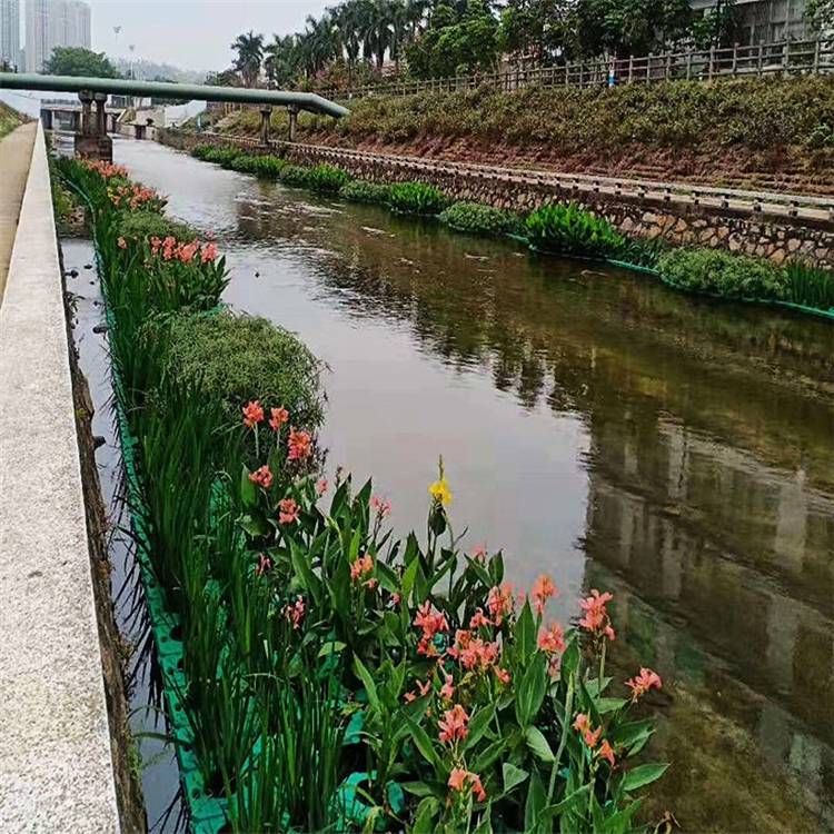 水生植物在河流治理中的应用案例：文昌市水务局副局长表明水生植物在河流治理中的应用 其他宠物 第3张