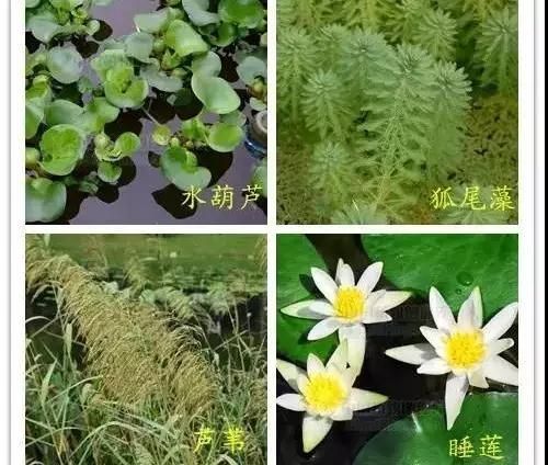 水生植物在河流治理中的应用案例：文昌市水务局副局长表明水生植物在河流治理中的应用 其他宠物 第2张