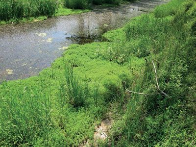 水生植物在河流治理中的应用案例：文昌市水务局副局长表明水生植物在河流治理中的应用 其他宠物 第5张