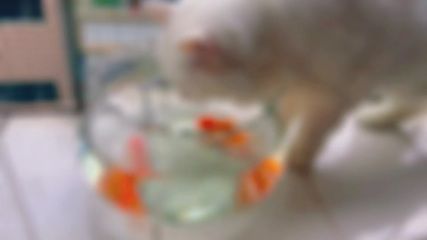 招财猫鱼水温调控方法：招财猫鱼饲料选择指南 其他宠物 第1张