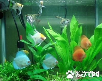 招财猫鱼水温调控方法：招财猫鱼饲料选择指南 其他宠物 第2张