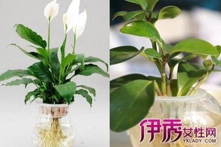 水生植物预防青苔方法：水位调控防青苔实例，水生植物水源清洁方法 其他宠物 第1张