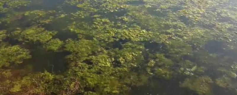 水生植物预防青苔方法：水位调控防青苔实例，水生植物水源清洁方法 其他宠物 第2张