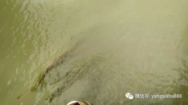 水生植物预防青苔方法：水位调控防青苔实例，水生植物水源清洁方法 其他宠物 第3张