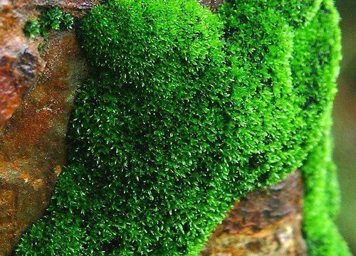 水生植物预防青苔方法：水位调控防青苔实例，水生植物水源清洁方法 其他宠物 第5张