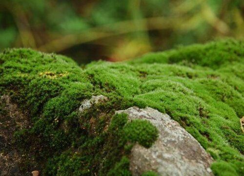 水生植物预防青苔方法：水位调控防青苔实例，水生植物水源清洁方法 其他宠物 第4张