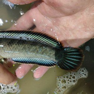 飞凤鱼繁殖期食物选择：飞凤鱼繁殖期水质管理技巧飞凤鱼繁殖期水质管理技巧 其他宠物 第5张